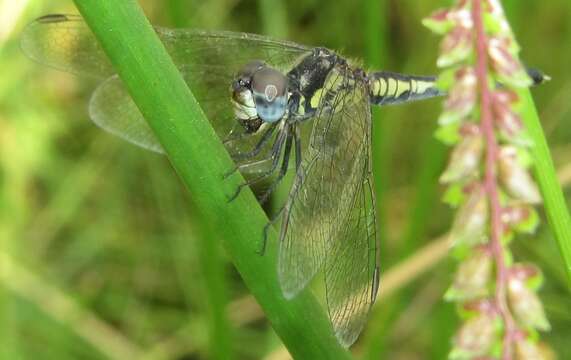 Image of Black Percher