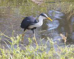 Image of Pied Heron