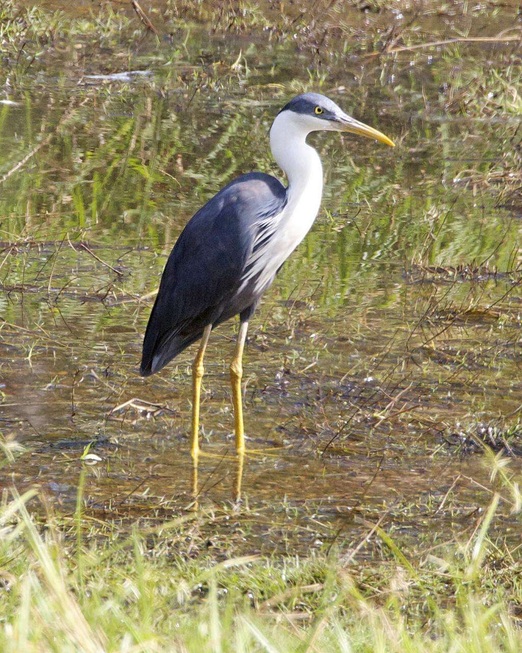 Image of Pied Heron