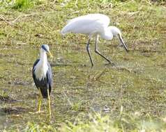 Image of Pied Heron