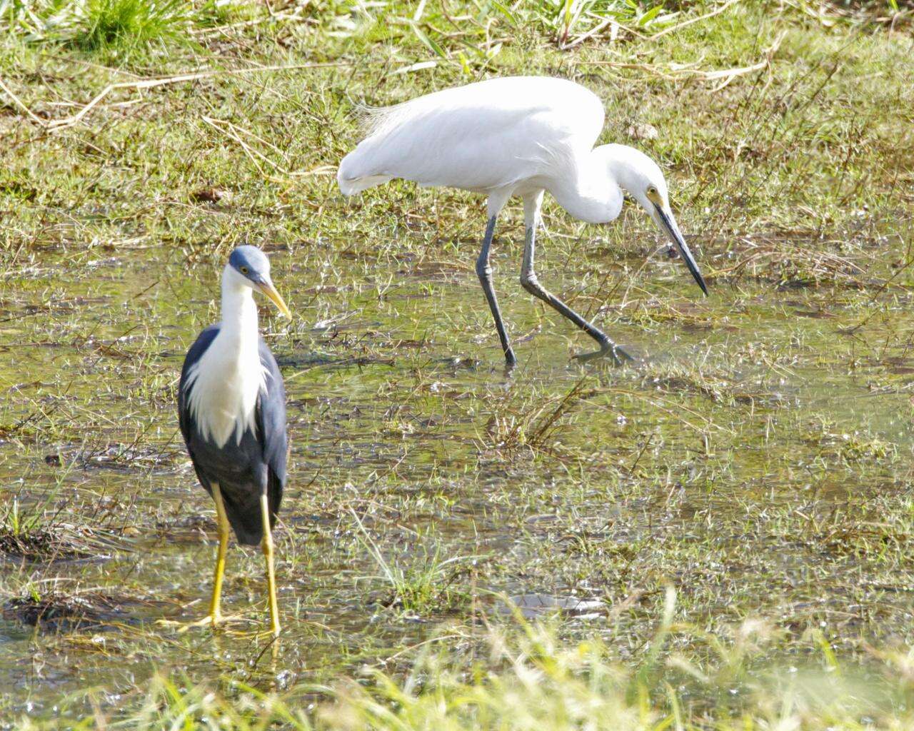 Imagem de Egretta picata (Gould 1845)