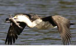 Image of Australian Pied Cormorant