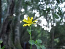 Image de Osteospermum herbaceum L. fil.