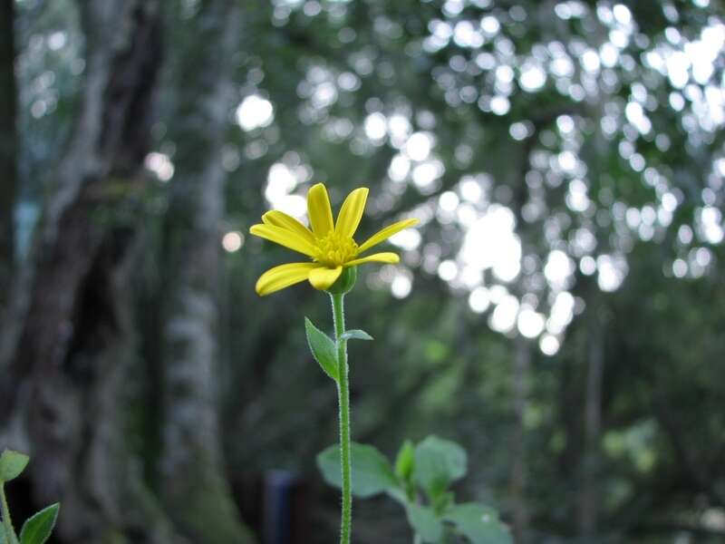 Image de Osteospermum herbaceum L. fil.