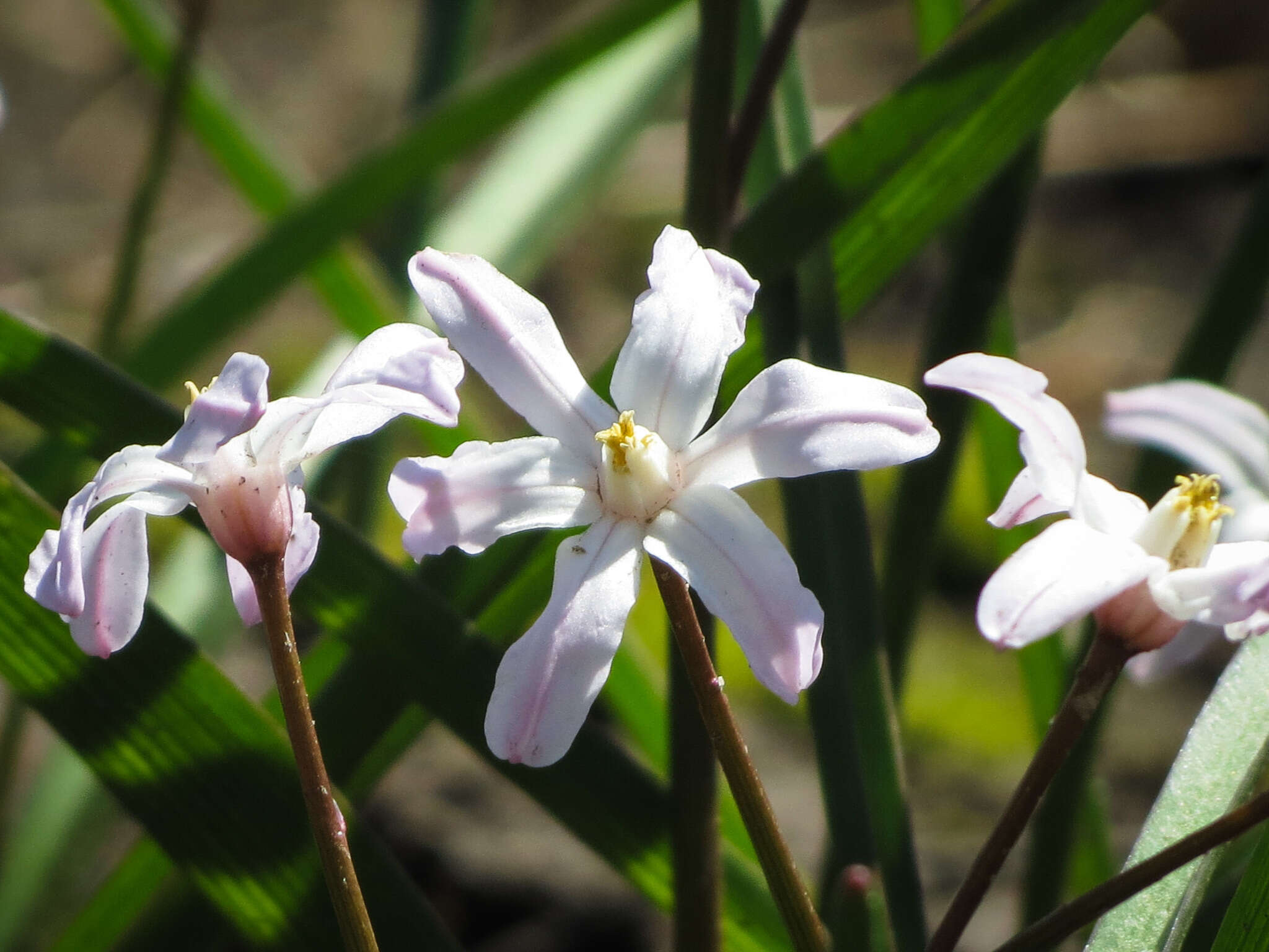 Image de Scilla luciliae (Boiss.) Speta