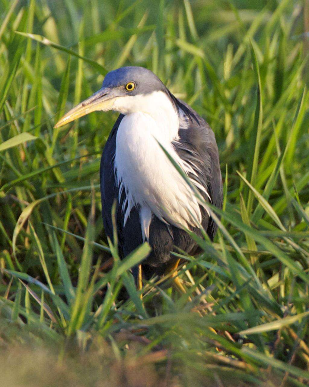 Imagem de Egretta picata (Gould 1845)