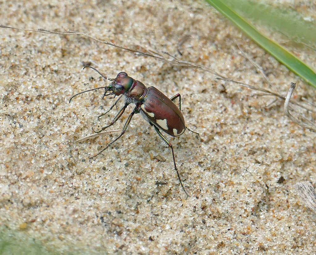 Image of Cicindela (Cicindela) scutellaris lecontei Haldeman 1853