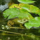 Image of Indian bullfrog