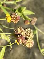 Image of smallhead sneezeweed