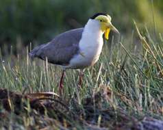 Image of Masked Lapwing