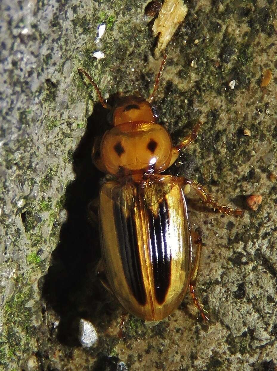 Image of Stenolophus (Agonoderus) lineola (Fabricius 1775)