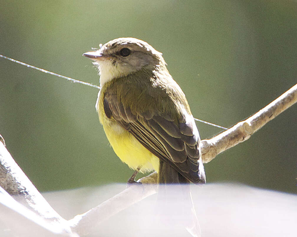 Image of Lemon-bellied Flycatcher