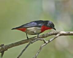 Image of Mistletoebird