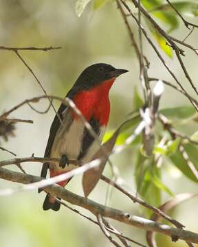 Image of Mistletoebird