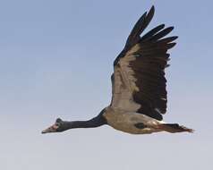 Image of magpie-goose