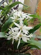 Image of Prosthechea fragrans (Sw.) W. E. Higgins