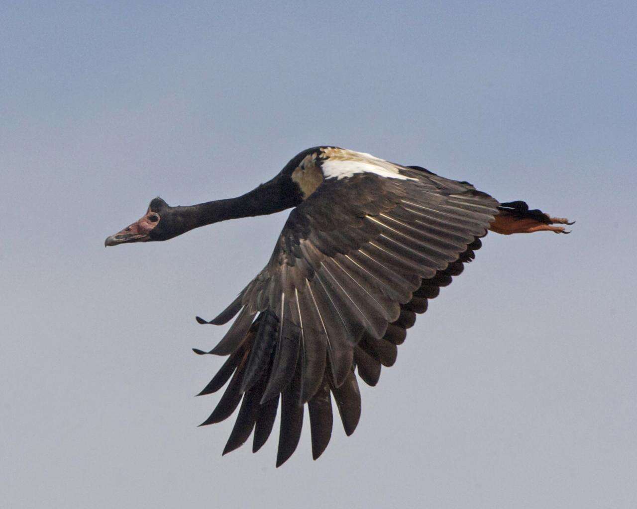 Image of magpie-goose