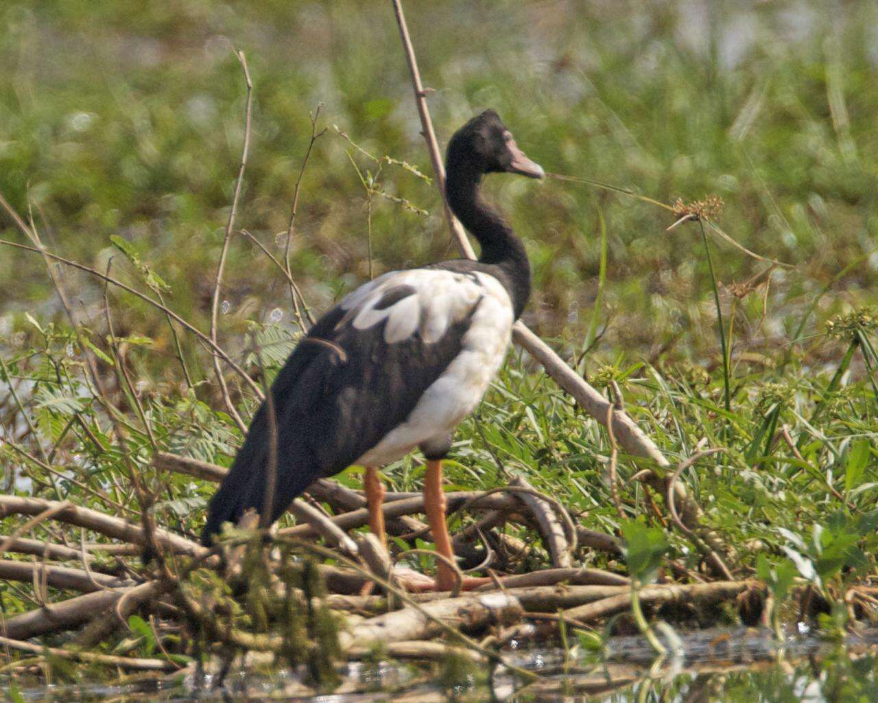 Image of magpie-goose