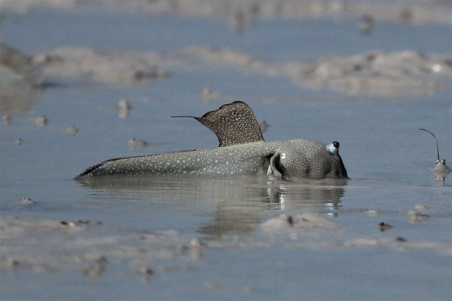 Image of Blue-spotted mud-hopper