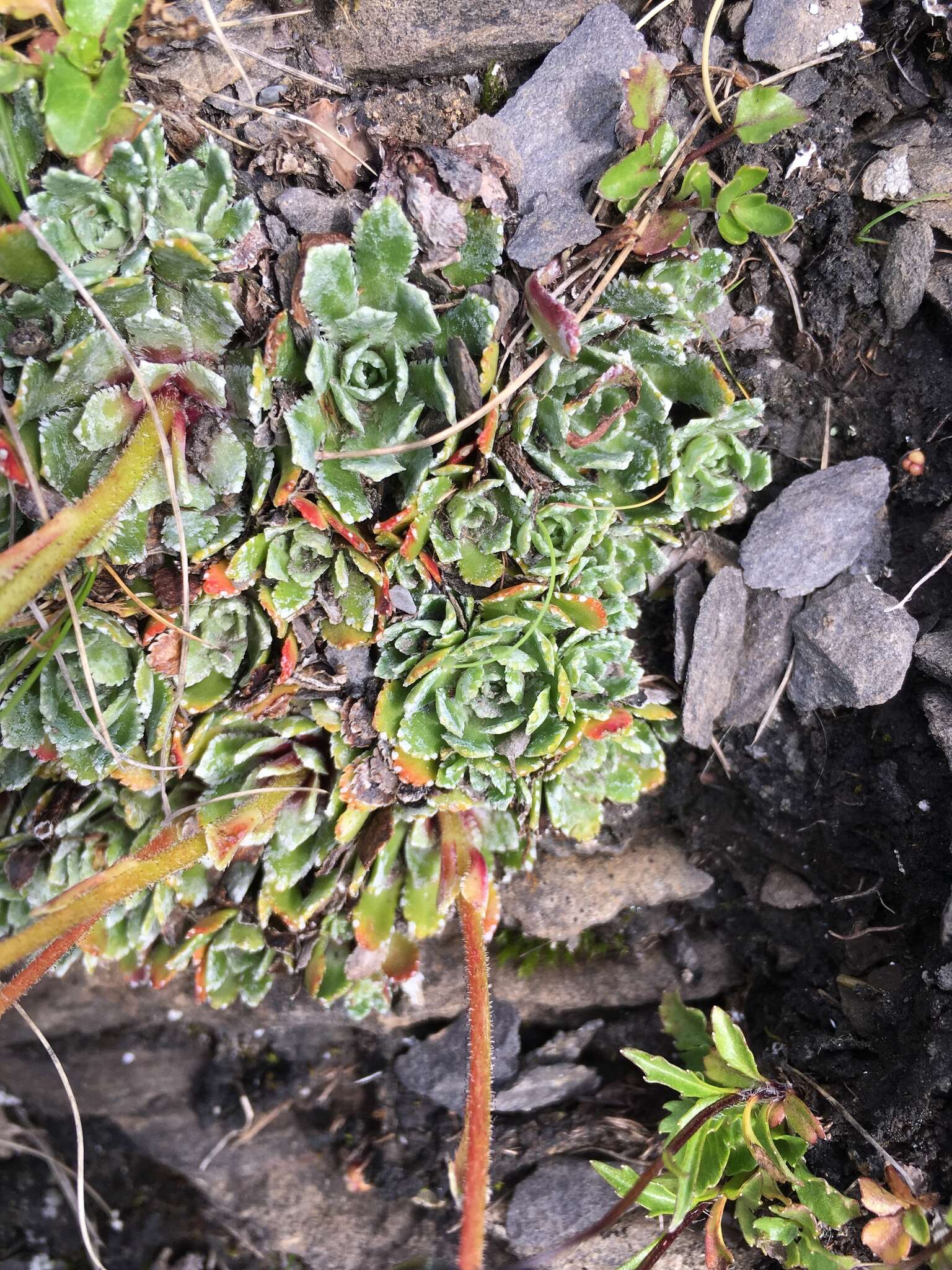 Image of Livelong Saxifrage