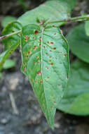 Plancia ëd Puccinia circaeae Pers. 1794