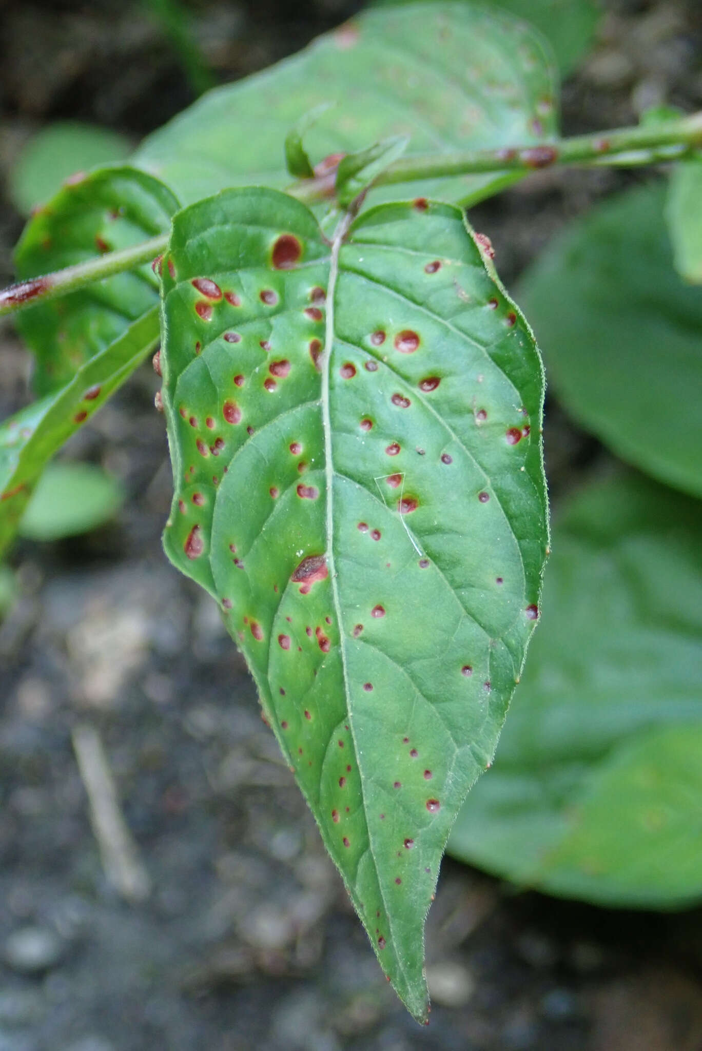 Plancia ëd Puccinia circaeae Pers. 1794