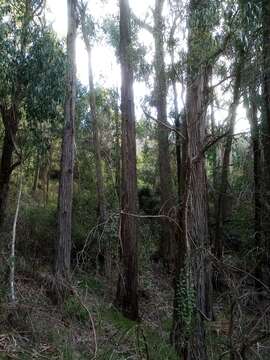 Слика од Eucalyptus fastigata Deane & Maiden