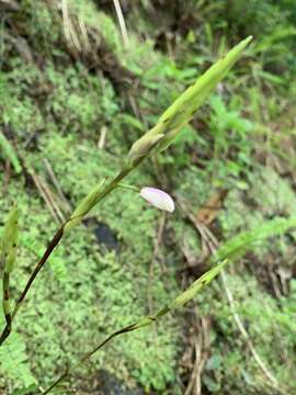 Image of Bletilla formosana (Hayata) Schltr.