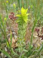 Image of Sideritis montana subsp. montana