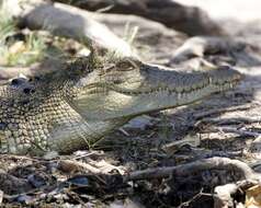 Image of Australian Freshwater Crocodile