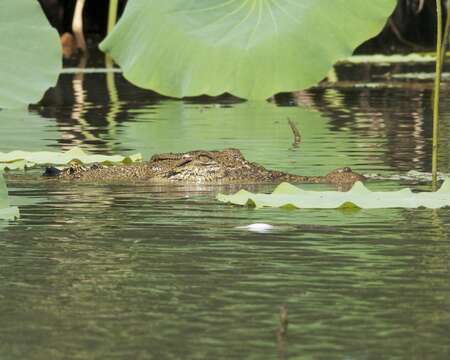 Image of Estuarine Crocodile