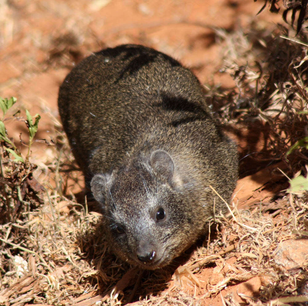 Image of Procavia capensis johnstoni Thomas 1894