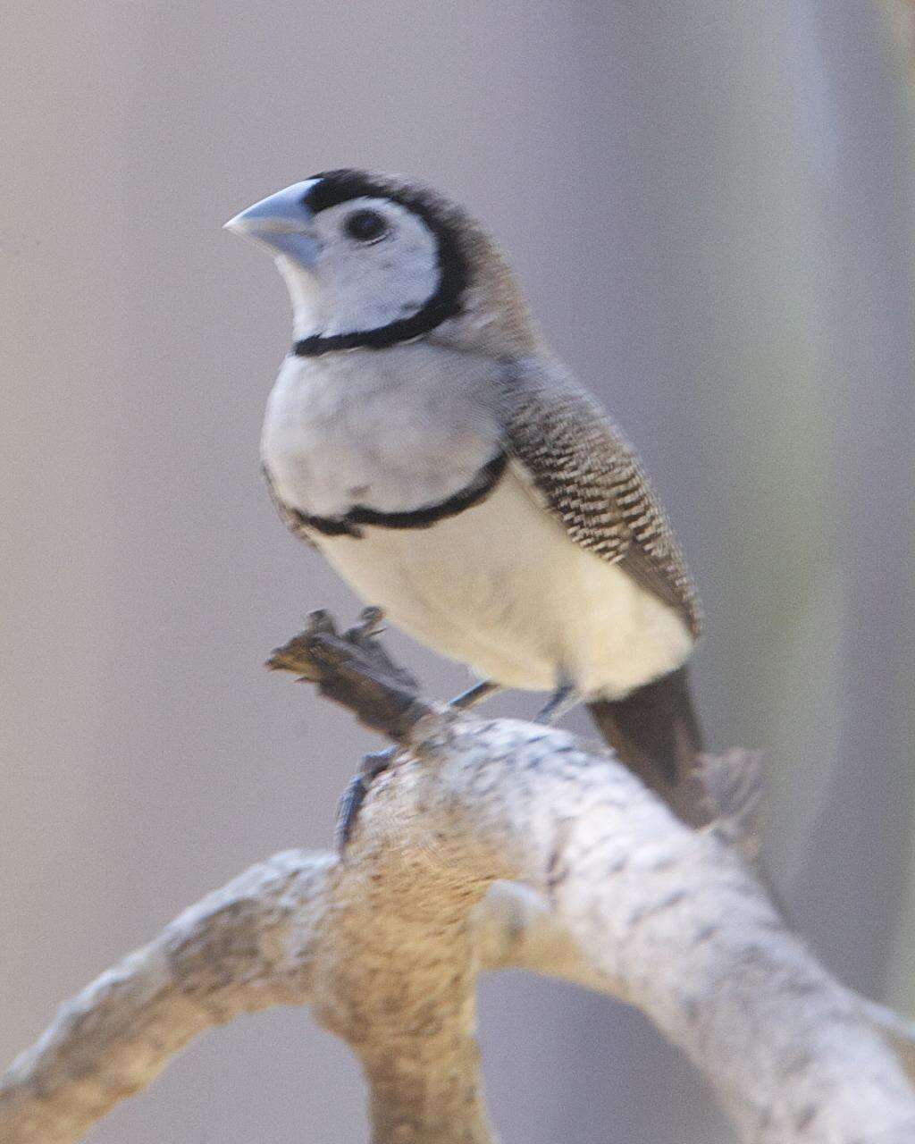 Слика од Taeniopygia bichenovii