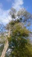 Image of European mistletoe