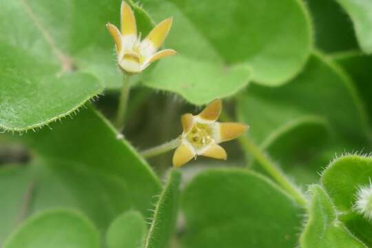 Image of Anisotoma cordifolia Fenzl