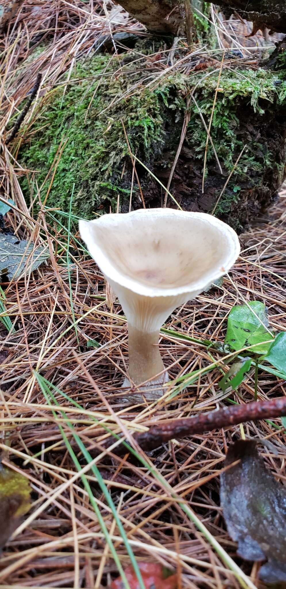 Image of Ampulloclitocybe