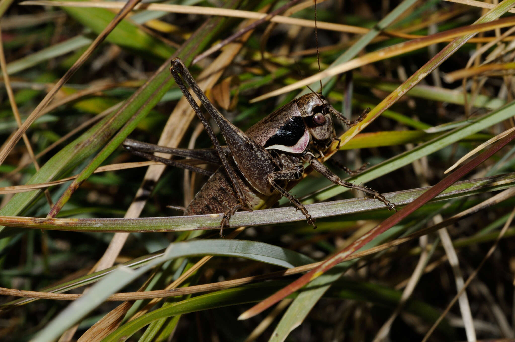 Image of Pholidoptera fallax (Fischer 1853)