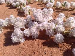 Image of Ptilotus axillaris (Benth.) F. Müll.