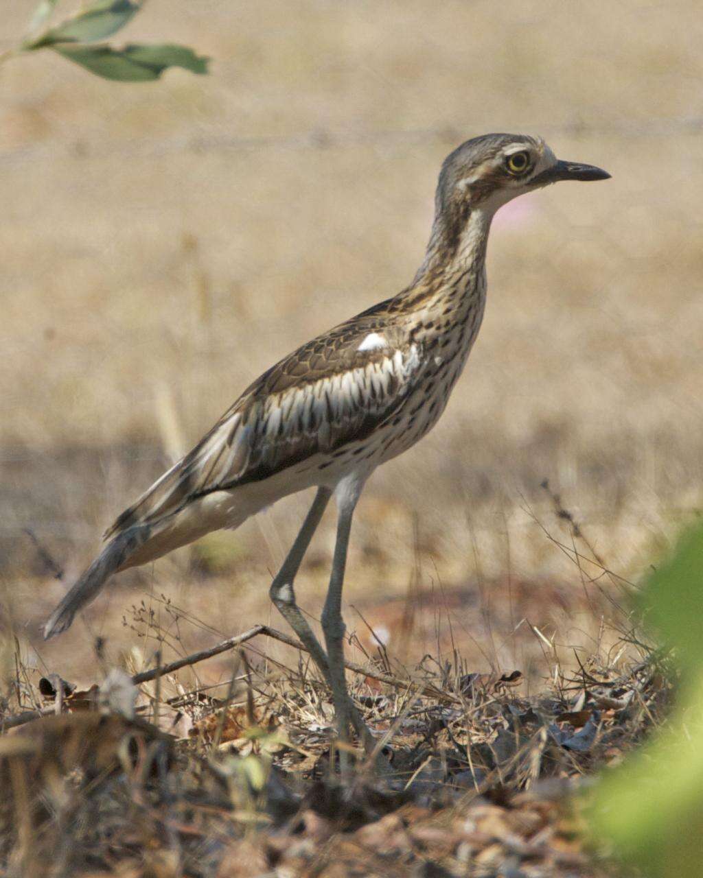 Image of Bush Stone-curlew