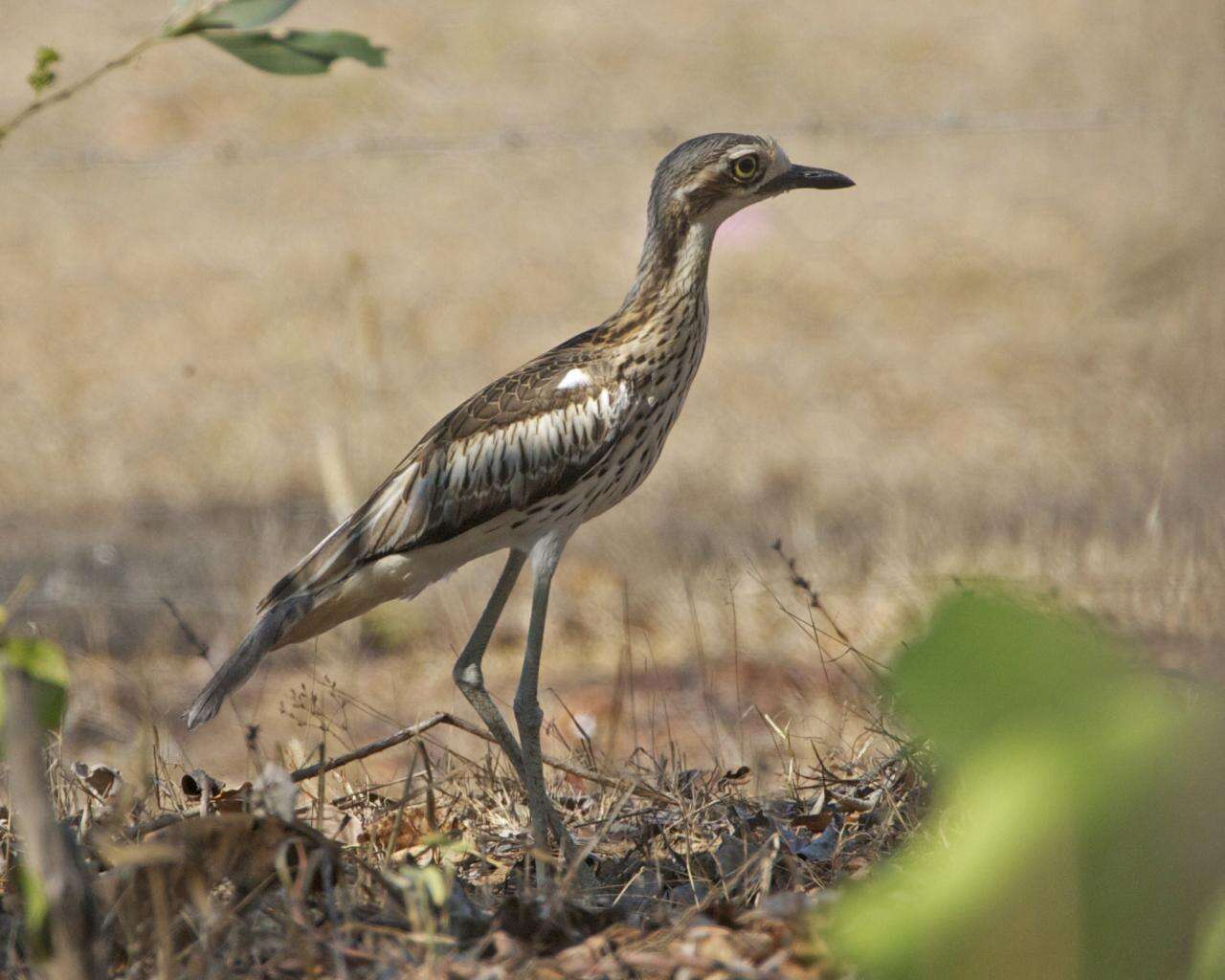 Image of Bush Stone-curlew