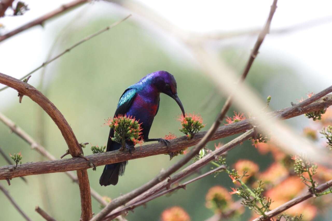 Image of Splendid Sunbird