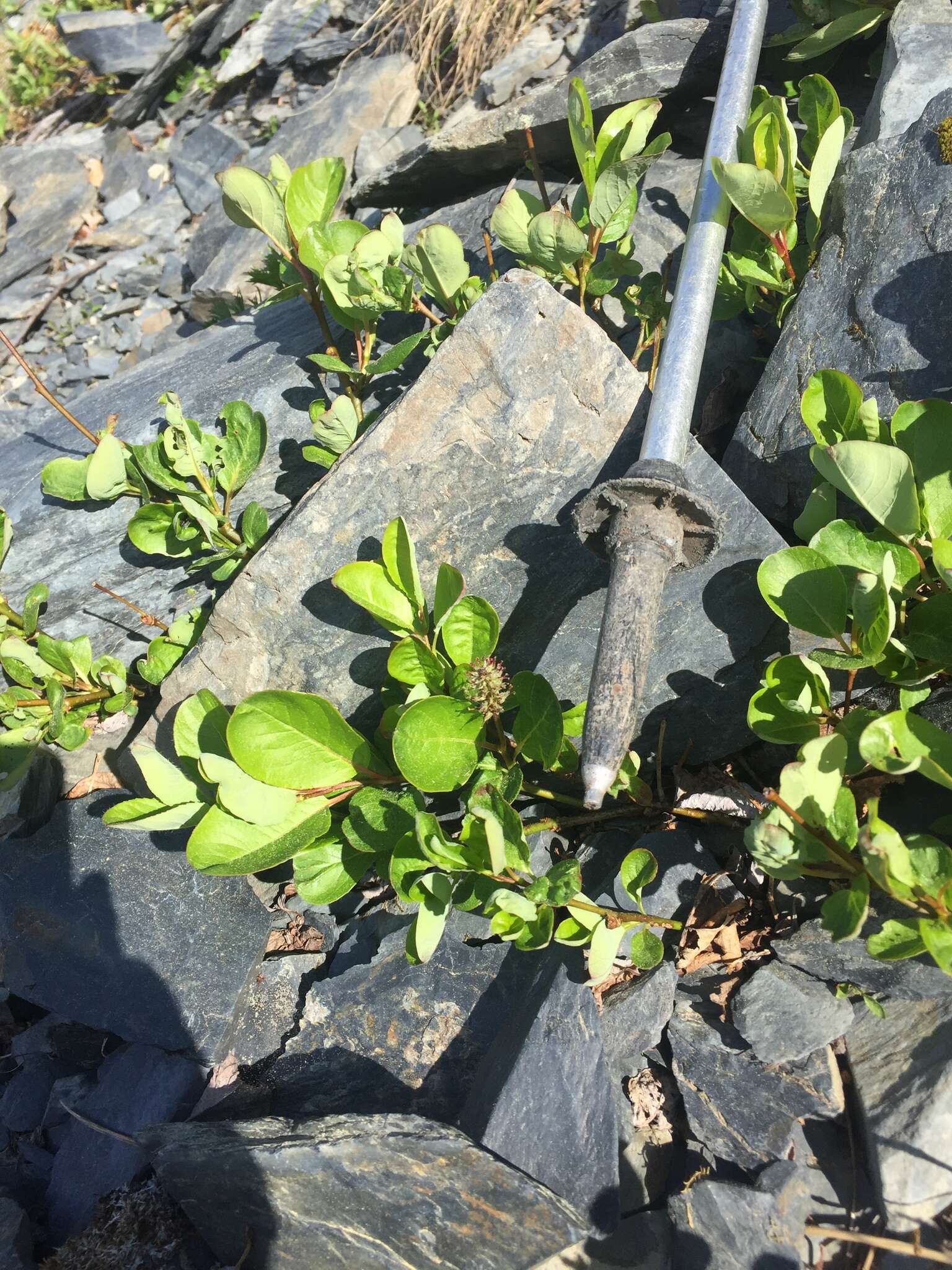 Image of sprouting leaf willow