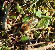 Colletes cunicularius (Linnaeus 1761) resmi