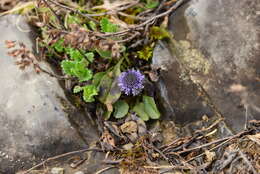 Image of Globularia trichosantha Fischer & C. A. Meyer