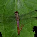 Image de Orthemis sulphurata Calvert 1906