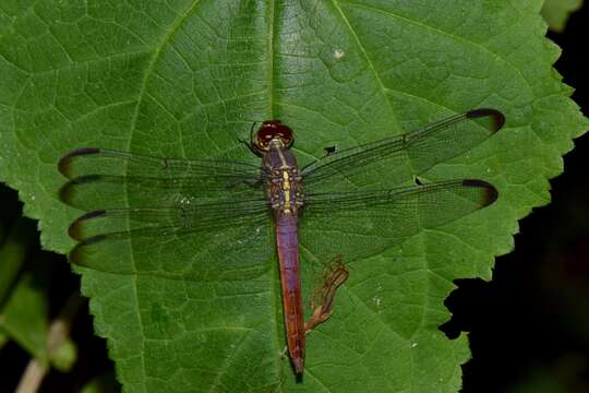 Image of Orthemis sulphurata Calvert 1906