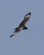 Image of Black-breasted Buzzard