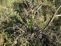 Image of mangrove fern