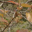 Image of Ficus arnottiana (Miq.) Miq.