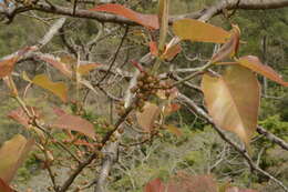 Image of Ficus arnottiana (Miq.) Miq.